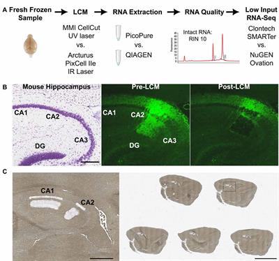 Optimized Method for Robust Transcriptome Profiling of Minute Tissues Using Laser Capture Microdissection and Low-Input RNA-Seq